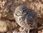 Burrowing Owl_Evaluation_